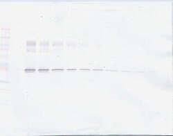 Invitrogen PAI1 Polyclonal Antibody, Biotin, PeproTech , Invitrogen 50