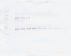 Invitrogen PAI1 Polyclonal Antibody, Biotin, PeproTech , Invitrogen 50