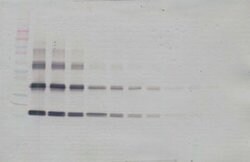 Invitrogen IL-33 Polyclonal Antibody, PeproTech , Invitrogen 100 &mu;g;