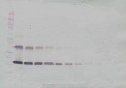 Invitrogen IL-33 Polyclonal Antibody, PeproTech , Invitrogen 100 &mu;g;