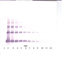 IL-33 Polyclonal Antibody, Biotin, PeproTech , Invitrogen:Antibodies:Primary