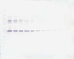 Invitrogen PEDF Polyclonal Antibody, PeproTech , Invitrogen 1 mg; Unconjugated:Antibodies,