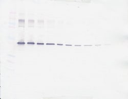 Invitrogen PEDF Polyclonal Antibody, PeproTech , Invitrogen 1 mg; Unconjugated:Antibodies,