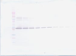 Invitrogen PEDF Polyclonal Antibody, Biotin, PeproTech , Invitrogen 500