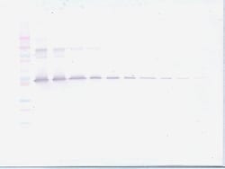 Invitrogen PEDF Polyclonal Antibody, Biotin, PeproTech , Invitrogen 500