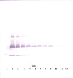 Invitrogen IL-17A Polyclonal Antibody, Biotin, PeproTech , Invitrogen 50