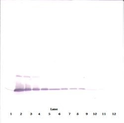 Invitrogen IL-17A Polyclonal Antibody, Biotin, PeproTech , Invitrogen 50