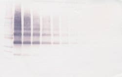 Invitrogen VEGFB Polyclonal Antibody, PeproTech , Invitrogen 100 &mu;g;