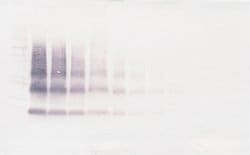 Invitrogen VEGFB Polyclonal Antibody, PeproTech , Invitrogen 100 &mu;g;