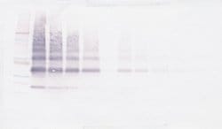 Invitrogen VEGFB Polyclonal Antibody, Biotin, PeproTech , Invitrogen 25