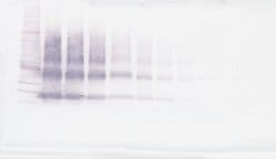 Invitrogen VEGFB Polyclonal Antibody, Biotin, PeproTech , Invitrogen 25