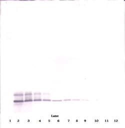 Invitrogen DEFB104A Polyclonal Antibody, Biotin, PeproTech , Invitrogen