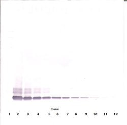 Invitrogen DEFB104A Polyclonal Antibody, Biotin, PeproTech , Invitrogen