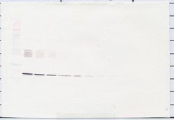 IL-6 Polyclonal Antibody, PeproTech , Invitrogen:Antibodies:Primary Antibodies