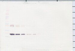 IL-6 Polyclonal Antibody, PeproTech , Invitrogen:Antibodies:Primary Antibodies