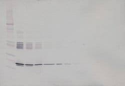 Invitrogen IL-6 Polyclonal Antibody, Biotin, PeproTech , Invitrogen 50