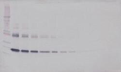 Invitrogen IL-6 Polyclonal Antibody, Biotin, PeproTech , Invitrogen 50