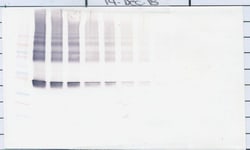 Maspin Polyclonal Antibody, Biotin, PeproTech , Invitrogen:Antibodies:Primary