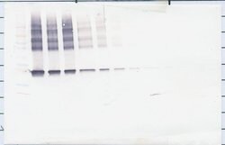 Maspin Polyclonal Antibody, Biotin, PeproTech , Invitrogen:Antibodies:Primary