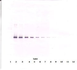 Neuroserpin Polyclonal Antibody, PeproTech , Invitrogen:Antibodies:Primary