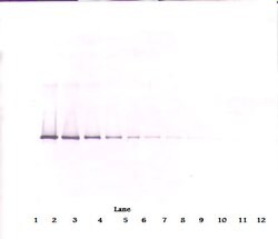 Neuroserpin Polyclonal Antibody, PeproTech , Invitrogen:Antibodies:Primary