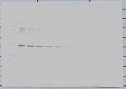 Invitrogen Neuroserpin Polyclonal Antibody, Biotin, PeproTech , Invitrogen
