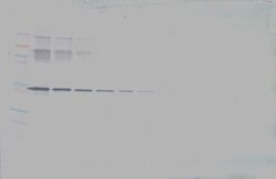 Invitrogen Neuroserpin Polyclonal Antibody, Biotin, PeproTech , Invitrogen