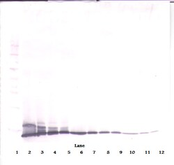 IL-2 Polyclonal Antibody, PeproTech , Invitrogen:Antibodies:Primary Antibodies