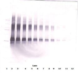 IL-2 Polyclonal Antibody, PeproTech , Invitrogen:Antibodies:Primary Antibodies