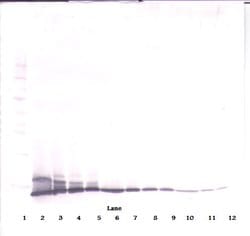 IL-2 Polyclonal Antibody, Biotin, PeproTech , Invitrogen:Antibodies:Primary