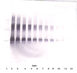 IL-2 Polyclonal Antibody, Biotin, PeproTech , Invitrogen:Antibodies:Primary