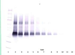 Invitrogen VEGF-165 Polyclonal Antibody, Biotin, PeproTech , Invitrogen