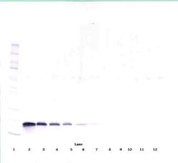 Invitrogen VEGF-165 Polyclonal Antibody, Biotin, PeproTech , Invitrogen