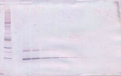 Invitrogen PTHLH Polyclonal Antibody, Biotin, PeproTech , Invitrogen 25