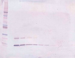 Invitrogen PTHLH Polyclonal Antibody, Biotin, PeproTech , Invitrogen 25