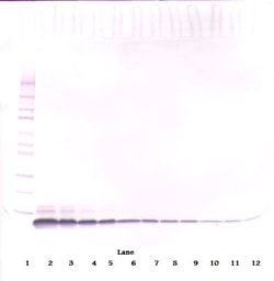 EGF Polyclonal Antibody, PeproTech , Invitrogen:Antibodies:Primary Antibodies