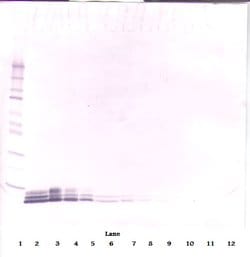 EGF Polyclonal Antibody, PeproTech , Invitrogen:Antibodies:Primary Antibodies