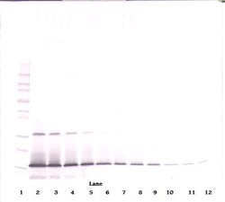 Invitrogen IL-21 Polyclonal Antibody, PeproTech , Invitrogen 50 &mu;g;