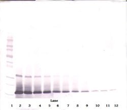 Invitrogen IL-21 Polyclonal Antibody, PeproTech , Invitrogen 50 &mu;g;