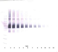 Invitrogen DLL4 (soluble) Polyclonal Antibody, Biotin, PeproTech , Invitrogen