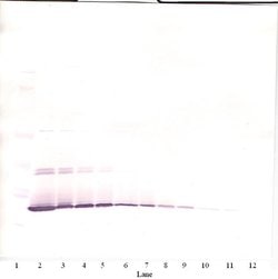 Invitrogen IL-7 Polyclonal Antibody, Biotin, PeproTech , Invitrogen 50