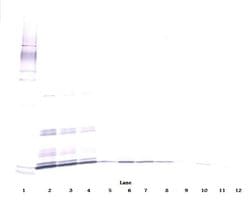 Invitrogen IL-7 Polyclonal Antibody, Biotin, PeproTech , Invitrogen 50