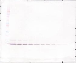 IL-8 (CXCL8) Polyclonal Antibody, PeproTech , Invitrogen:Antibodies:Primary