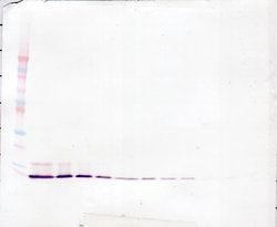 IL-8 (CXCL8) Polyclonal Antibody, PeproTech , Invitrogen:Antibodies:Primary