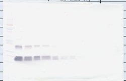 Invitrogen TIMP1 Polyclonal Antibody, Biotin, PeproTech , Invitrogen 50