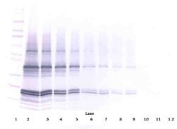 Invitrogen p16INK4a-TAT Polyclonal Antibody, Biotin, PeproTech , Invitrogen