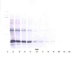 Invitrogen p16INK4a-TAT Polyclonal Antibody, Biotin, PeproTech , Invitrogen