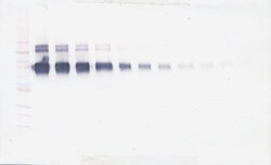 ICAM-1 Polyclonal Antibody, Biotin, PeproTech , Invitrogen:Antibodies:Primary
