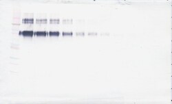 ICAM-1 Polyclonal Antibody, Biotin, PeproTech , Invitrogen:Antibodies:Primary