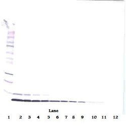 Invitrogen HRG beta-1 Polyclonal Antibody, PeproTech , Invitrogen 50 &mu;g;